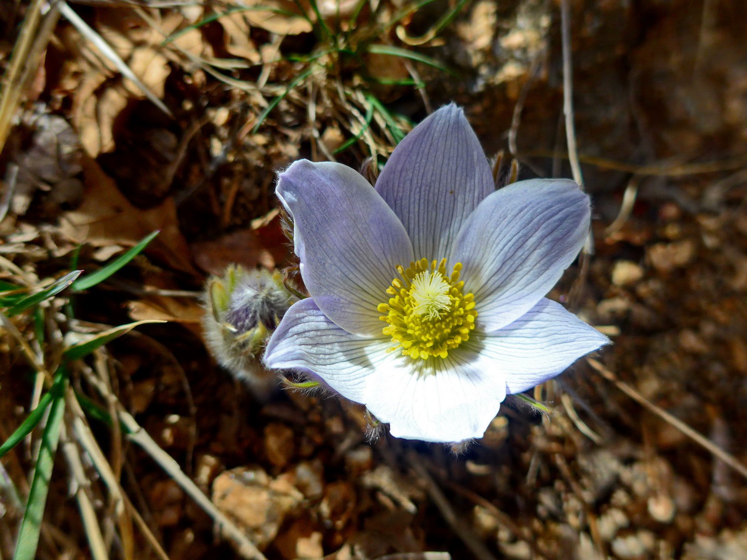 Flower on the Barr Trail (Usual descent of Manitou Incline)